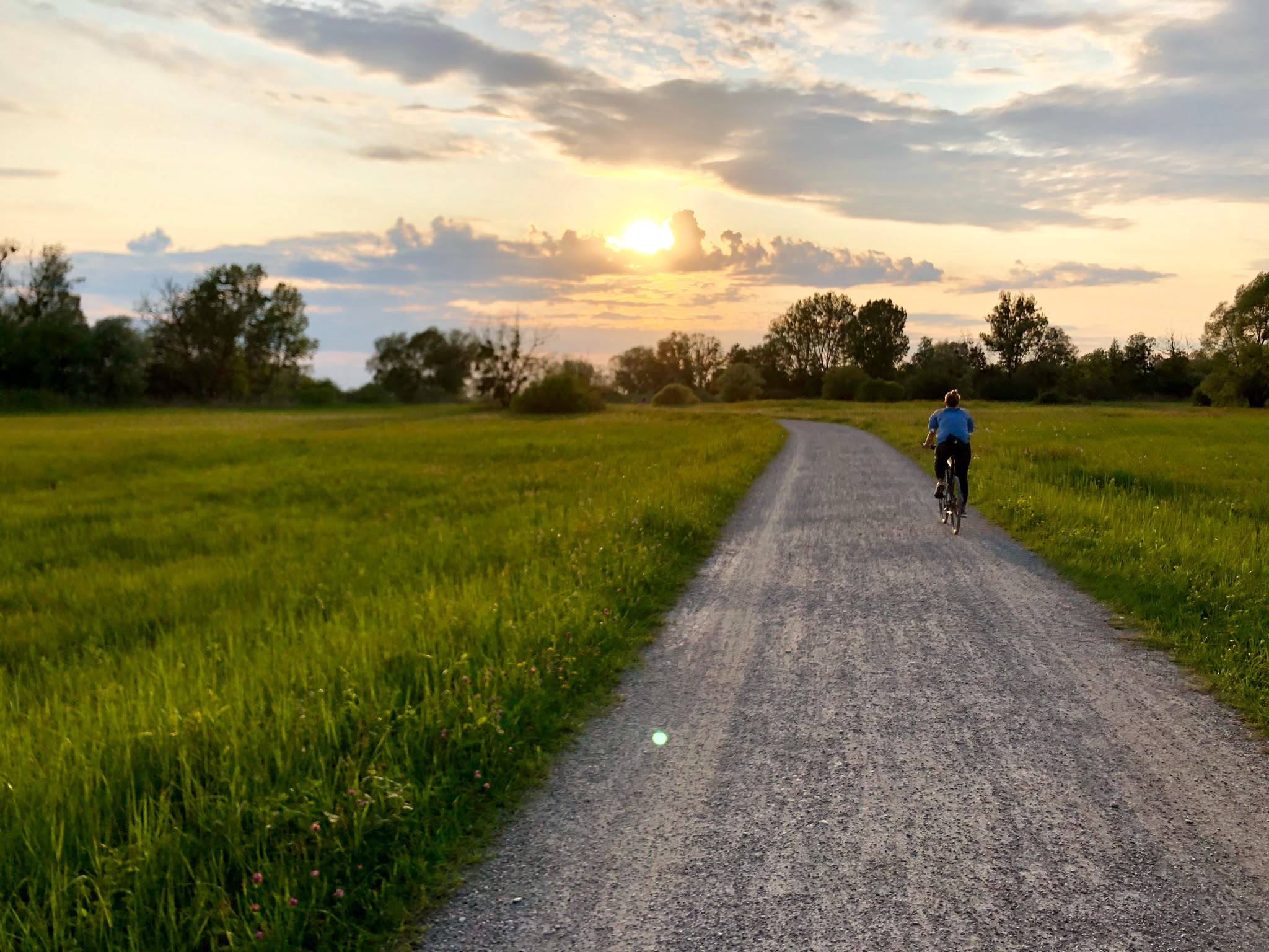 Radweg durchs Ried im Abendlicht