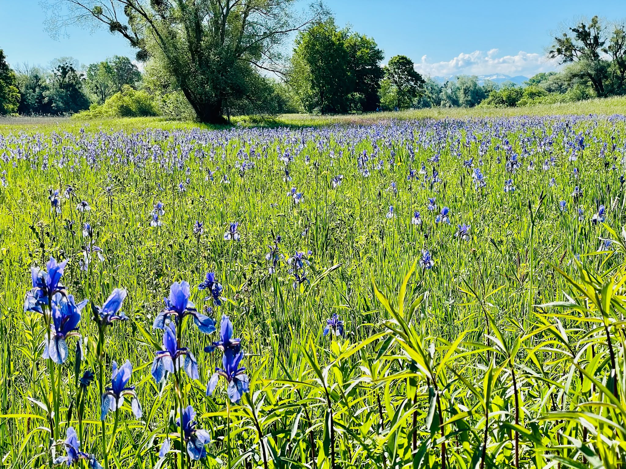 Weite Iriswiese im Eriskircher Ried mit Alpenblick über dem Bodensee